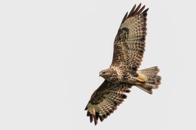 The buzzard was located in the Bransdale area of the North York Moors on May 4.