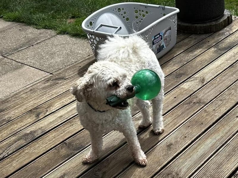 This little dog is having fun out in the garden.