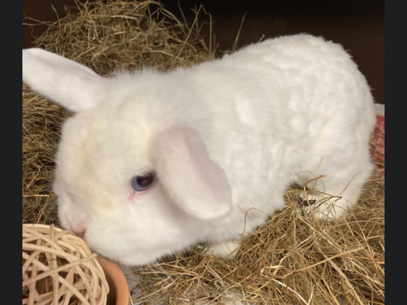 Snowy is a small male rabbit age 2 years approximately. He had been living outdoors with 2 guinea pigs before coming to the rescue as his owner had no time to care for him. He is a friendly boy with lots of energy. He would like a home where he can pair up with a small breed female rabbit. Snowy is neutered, vaccinated and microchipped and could live indoors or outdoors.