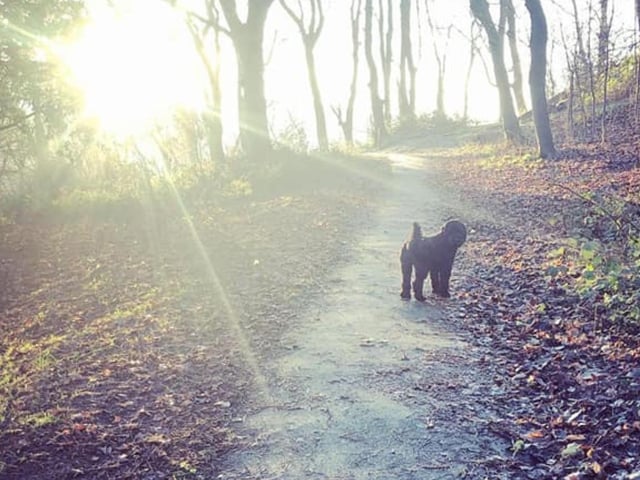 Jeff at Falsgrave Park, submitted by Shari PG.