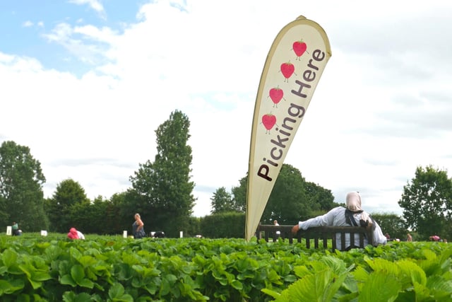 Fruit picking season is here. Get your self a basket and head down to your local Pick Your Own farm.