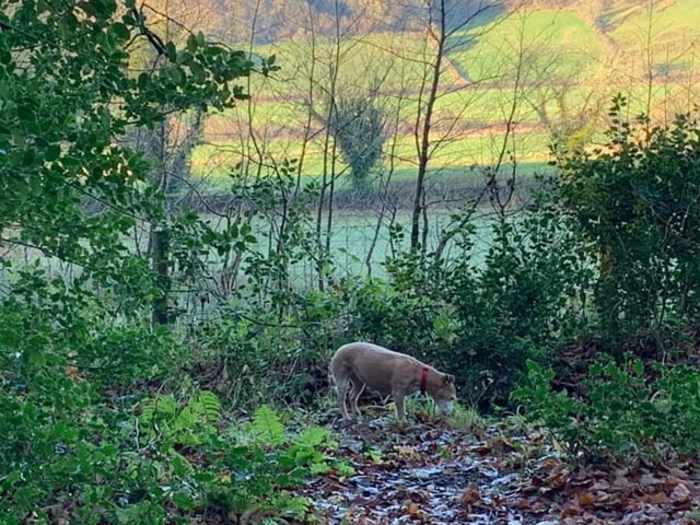 Geri at Raincliffe Woods, submitted by Trish Gerard.