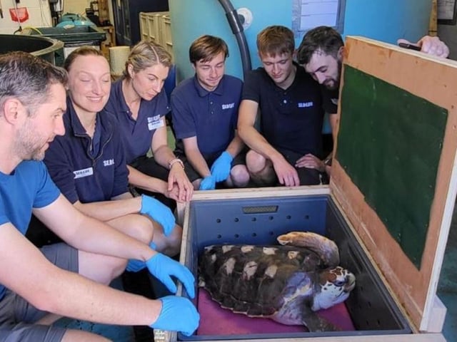 Karl and team assist with moving a rescued turtle.