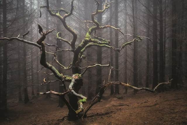 Simon_Baxter - Afraid of Time II is part of the Woodland Sanctuary exhibition at Danby