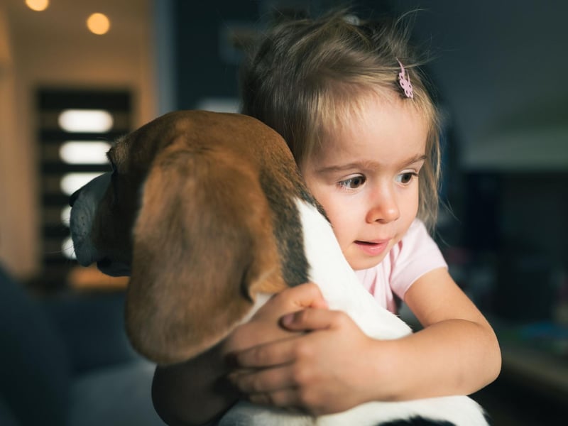 A more compact size family hound, Beagles tend to get on very well with children and love to play.