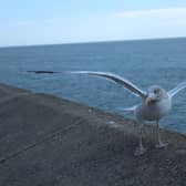 A Scarborough seagull.  Photo by Anttoni Numminen.