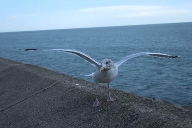 A Scarborough seagull.  Photo by Anttoni Numminen.