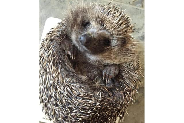 It is recommended that people leave out kitten biscuits and water, not bread and milk, to help hedgehogs thrive in their garden.