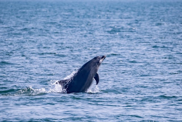 Bottlenose dolphin having fun showing off for the passengers.