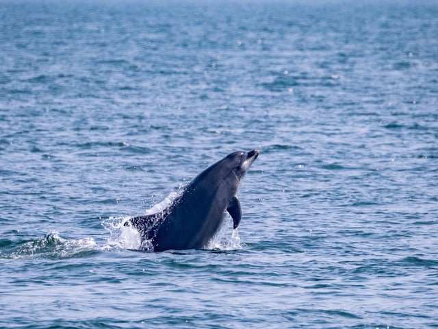 Bottlenose dolphin having fun showing off for the passengers.
