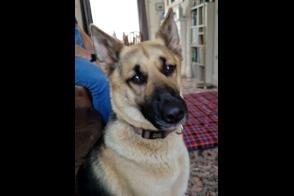 Narla is a four-year-old German Sherpherd cross, who Yorkshire Coast Dog Rescue are helping to rehome due to a change in the family's circunstances. She is very friendly with people, has been great with the children she has lived with, and is okay with most dogs she meets out walking. She does have a strong prey drive with small furry animals so would need to be walked on a lead. Call Yorkshire Coast Dog Rescue on 075832 69614 or email ycdogrescue@btinternet.com for more information.