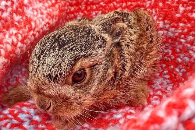 Whitby Wildlife Sanctuary say to expect baby hares (leverets) from February onwards. They are born above ground and it is normal for them to be alone.