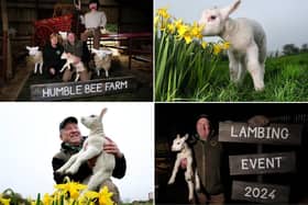 Humble Bee Farm is set to open it's doors for their Lambing Experience.