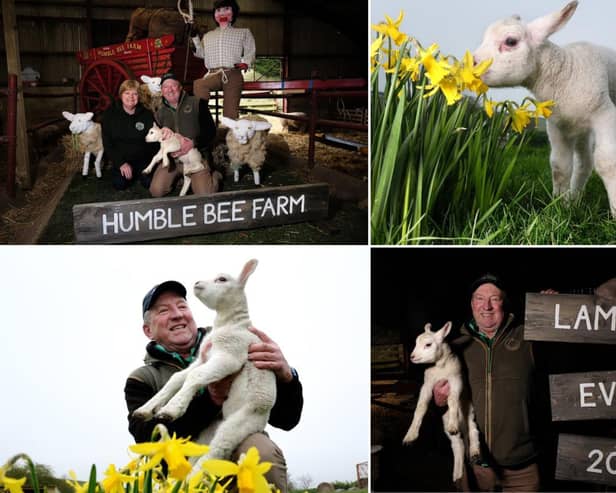 Humble Bee Farm is set to open it's doors for their Lambing Experience.