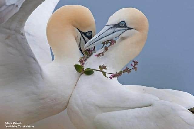 Steve Race, famous local photographer, will be leading once in a lifetime experience days at Sewerby Hall and Bempton Cliffs.