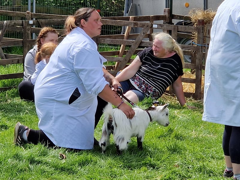 Getting ready for judging in one of the goat classes