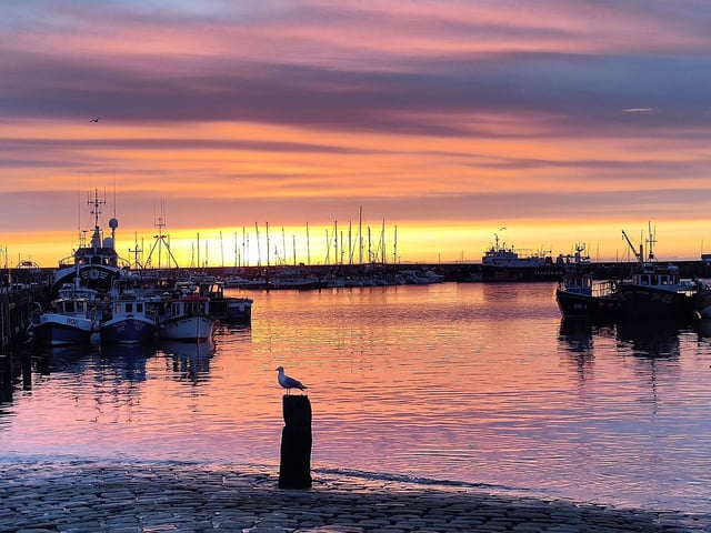 Scarborough Harbour and a seagull enjoying the sunrise.