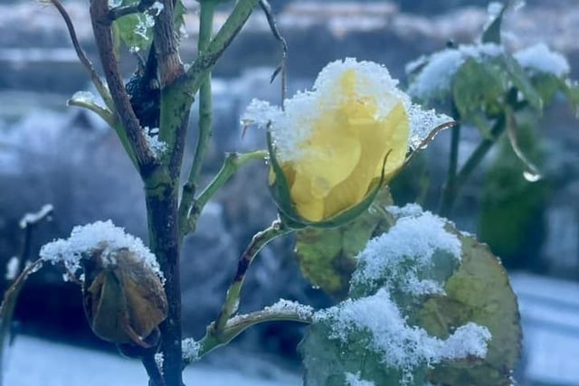 A flower with a covering of snow.