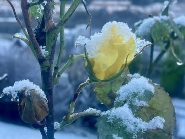 A flower with a covering of snow.