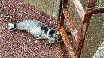Visitors flock to RSPCA and police event aimed at protecting seaside wildlife