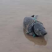 The seal pup was spotted entagled in rope at Fraisthorpe (Image credit: BDMLR)