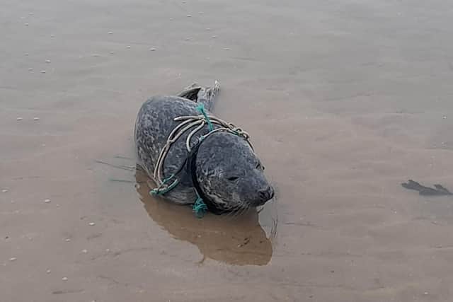 The seal pup was spotted entagled in rope at Fraisthorpe (Image credit: BDMLR)