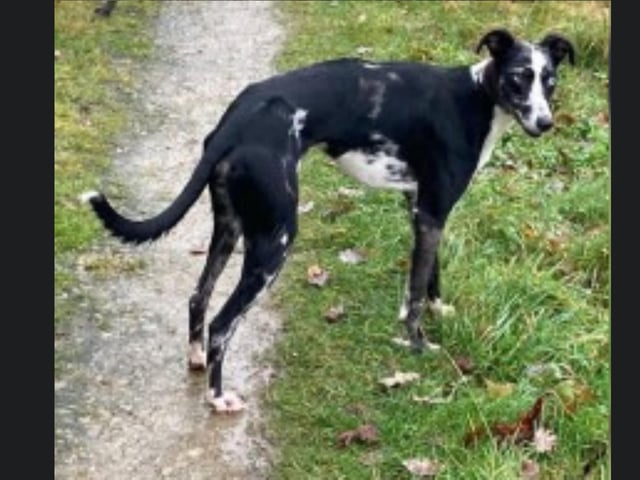 Blue is a three-year-old Greyhound/ Whippet/ Collie cross girl who needs a new home due to family circumstances. Blue has lived with Coal the Deerhound cross 9in the previous picture) all her life. Both dogs are used to children but definitely no cats or rabbits. For more information, call Bob on 01947 810787.