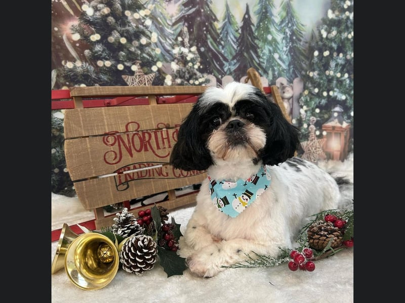 Here is Ella ready for Christmas at thanks to Jess at Shampooch Dog Grooming Salon in Scarborough