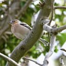 This image of a male chaffinch was spotted along the Cinder Track by Cathryn Monk.
