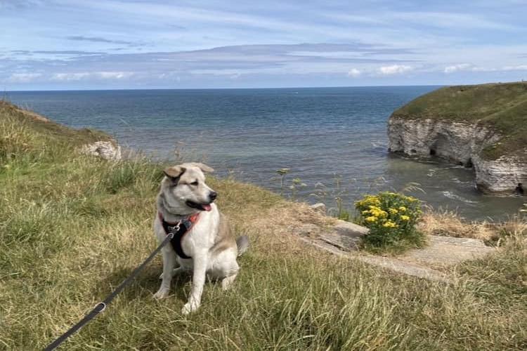 Here is a beautiful dog enjoying the views at North Landing.