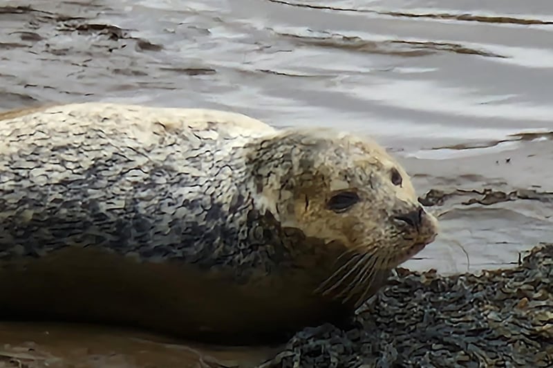 A satisfied seal at rest on a Whitby harbour mud flat.
picture by Mike Major.