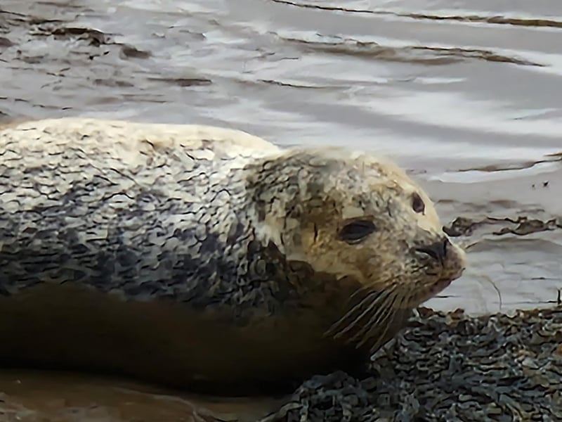 A satisfied seal at rest on a Whitby harbour mud flat.
picture by Mike Major.