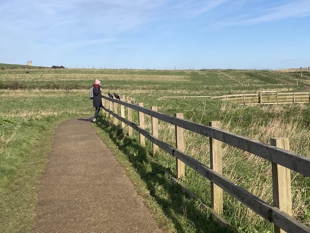 Visitors can also catch a glimpse of more common bird species who make the cliffs their home.