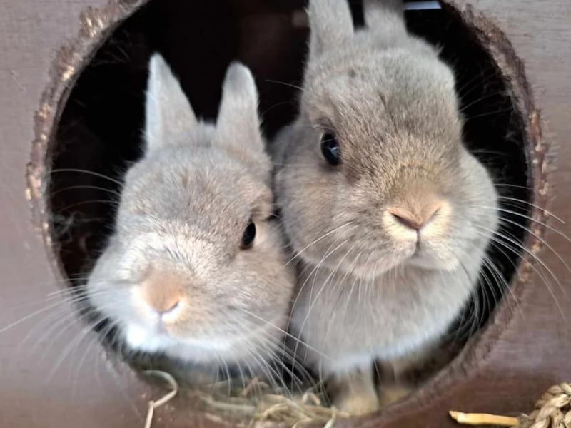 This brother and sister pair are both neutered and approximately 4 years old. Cookie and Coco were adopted from the rescue in 2021 and have been living indoors. Reluctantly, they have been returned to the rescue due to their owner's change in circumstances. Cookie is braver than his sister and will come to you for attention and loves his toys, Coco is shyer but likes attention on her own terms. They are neutered and vaccinated and would suit an indoor home with adults or a family with older/teenage children. They love their tunnels and hideouts, as well as also like going in their outdoor run in good weather.
