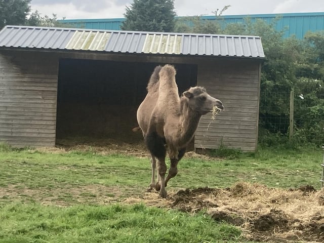 The Bactrian camel, also known as the Mongolian camel or the two-humped camel is native to the steppes of central Asia. They have two humps on their back, in contrast to the single-humped Dromedary camel.
