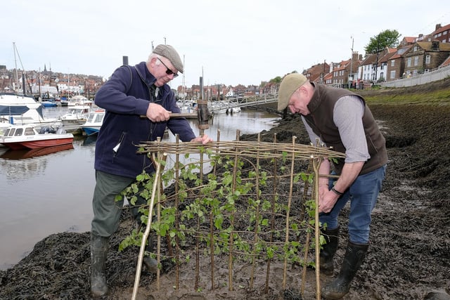 The fabulous Penny Hedge Tradition gets under way with Lol Hodgson and Tim Osbourne building the hedge in Whitby.picture: Richard Ponter