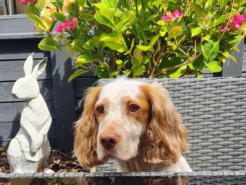 Delilah the spaniel looking pretty alongside the flowers.