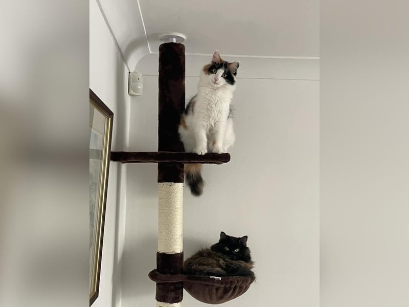 Helen Rudd's cats Lexi and Betsy.