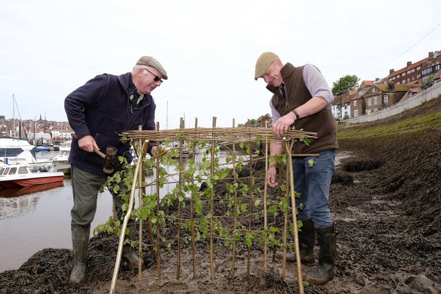Lol Hodgson and Tim Osborne build the hedge in Whitby.picture: Richard Ponter