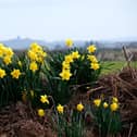 Springtime in Scarborough, with the Castle as a backdrop. photo: Richard Ponter