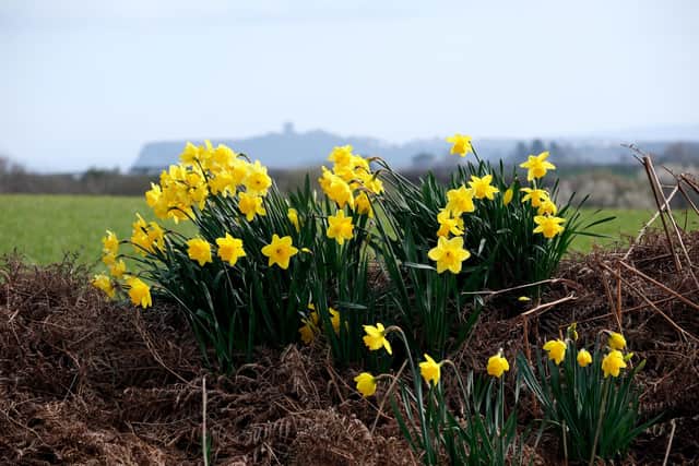 Springtime in Scarborough, with the Castle as a backdrop. photo: Richard Ponter