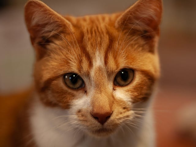 A beautiful ginger cat!