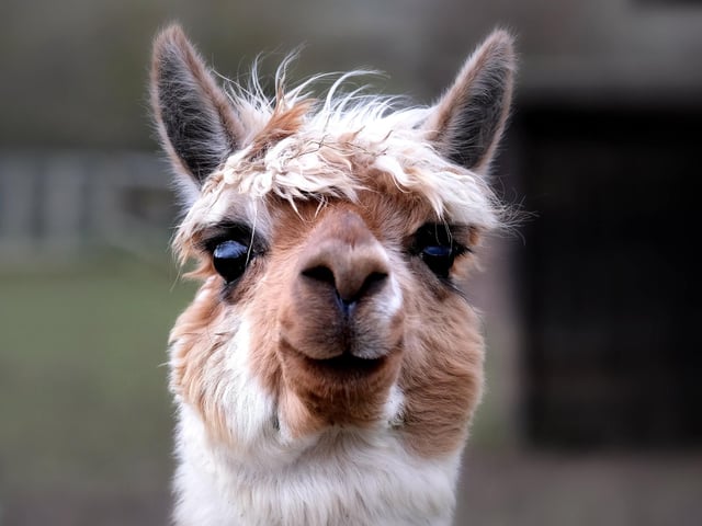 An alpaca