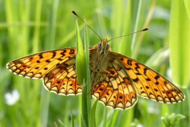 Small pearl bordered fritillary in the North York Moors. picture: Tammy Andrews