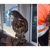 Hawks brought in to ruffle the feathers of pigeons at Filey Railway Station