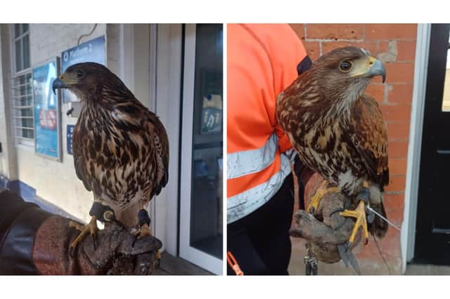 Hawks brought in to ruffle the feathers of pigeons at Filey Railway Station