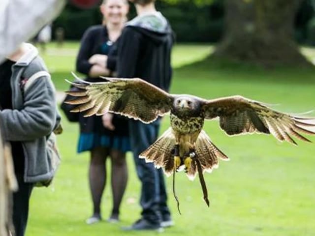 This weekend, head to Whitby Abbey and join their talented falconers for a blend of flying demonstrations and storytelling as we explore the Victorian Gothic Revival period and investigate the contrasts of the natural world through the eyes of the Victorians, and pit myth and legend against science and fact! Standard admission prices apply.