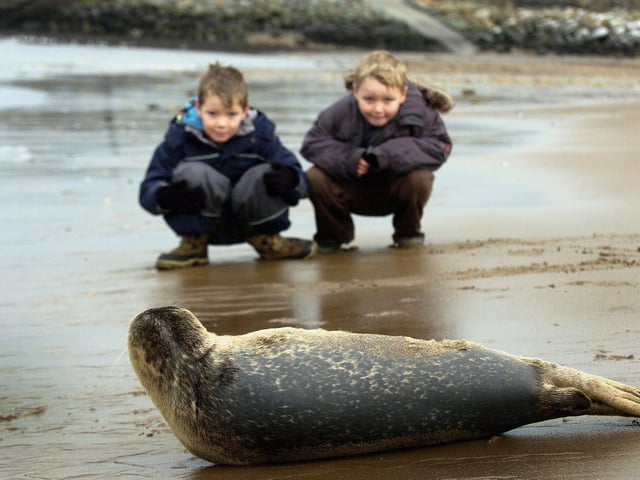 Tate Hill beach in Whitby is visited by a seal. Tom and Charlie Wilson from Robin Hood's Bay try to get a closer look.