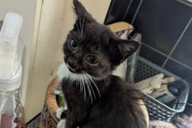 Twelve cats and kittens were examined by a vet, who reported that nine of the cats were actively suffering from conditions. Photo: RSPCA