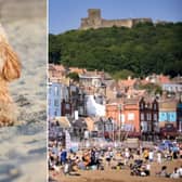 The art installation will take place on August 21, on the south bay of Scarborough from 1:30pm. Photo: RSPCA/Richard Ponter.